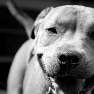 Dogs